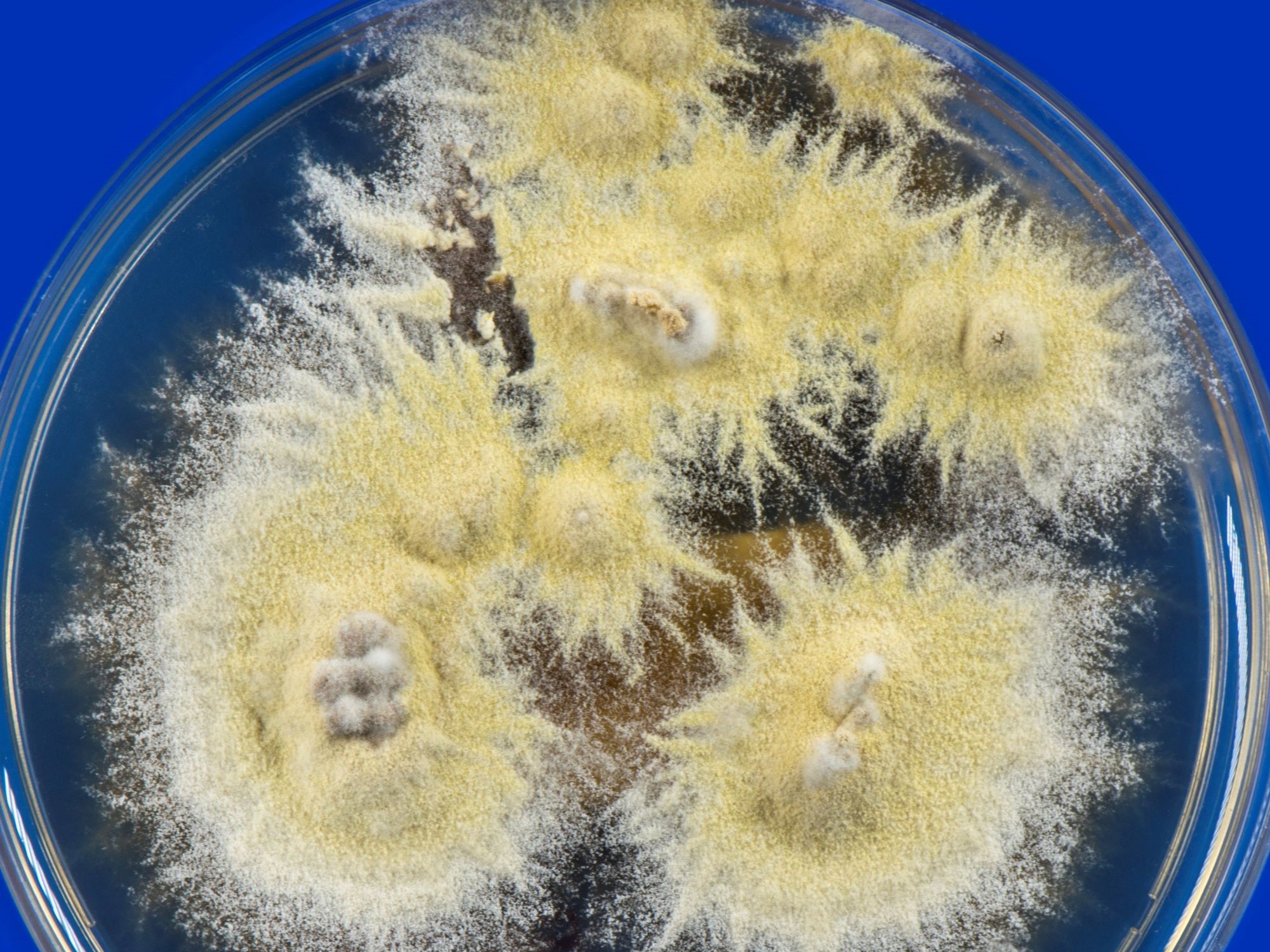 LABOPART Trichophyton mentagrophytes
