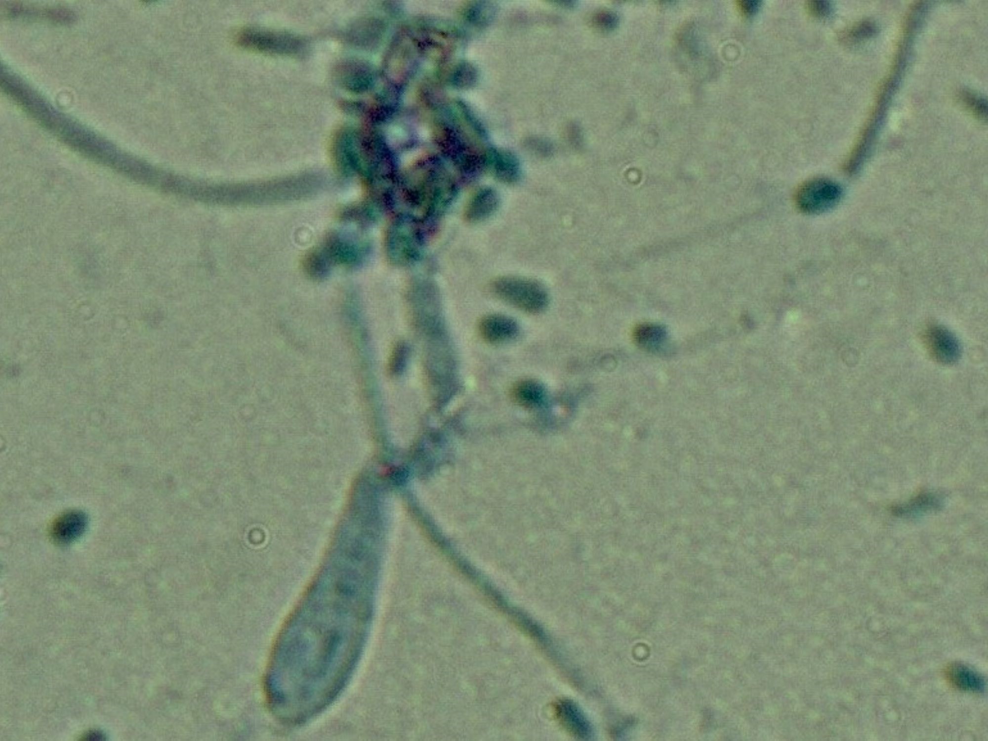 LABOPART Arthroderma quadrifidum