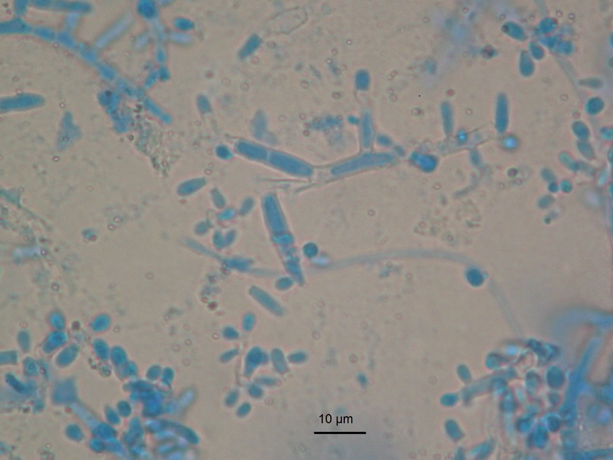LABOPART Trichophyton erinacei