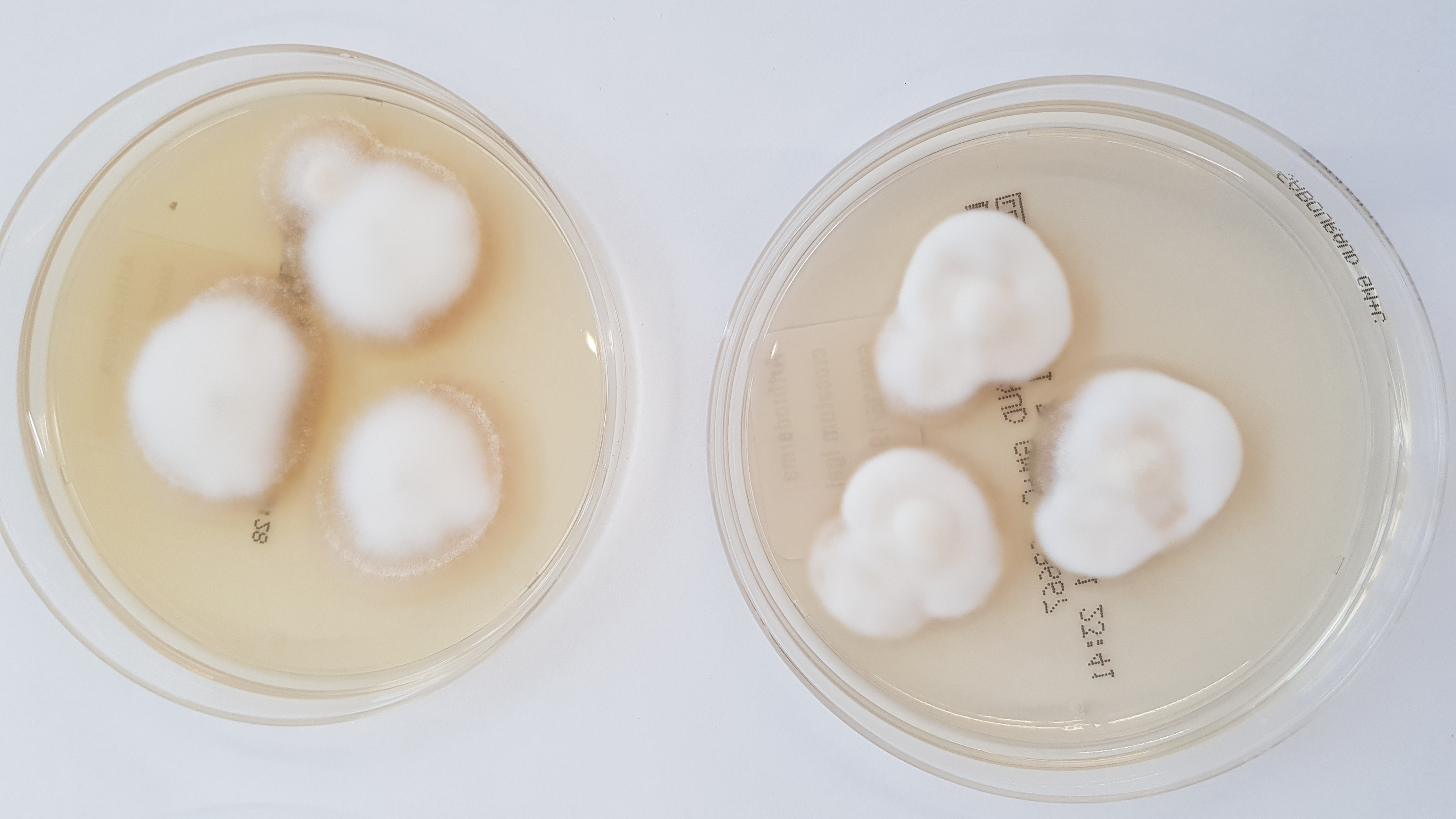 LABOPART Arthroderma crocatum