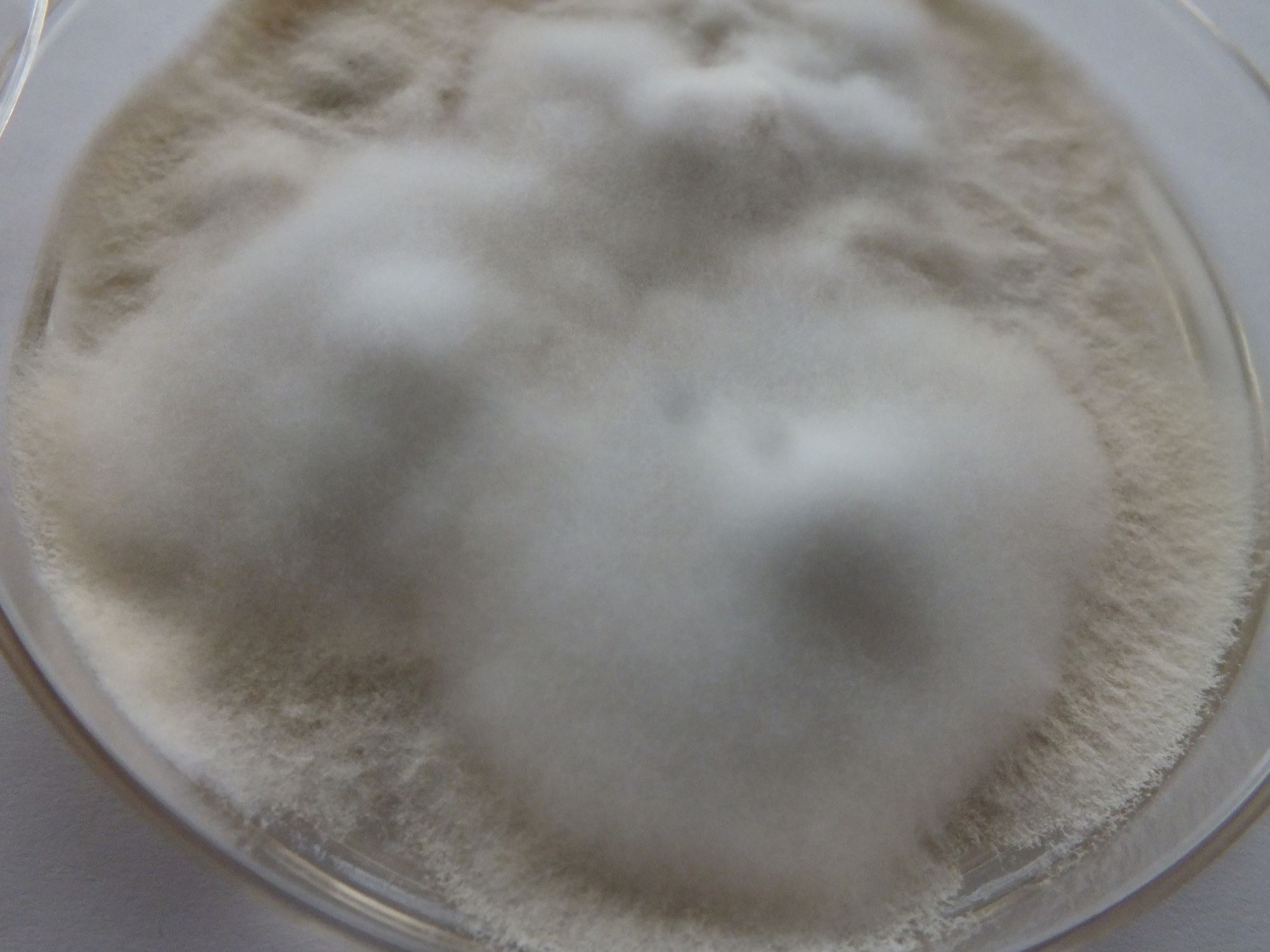 LABOPART Arthroderma tuberculatum