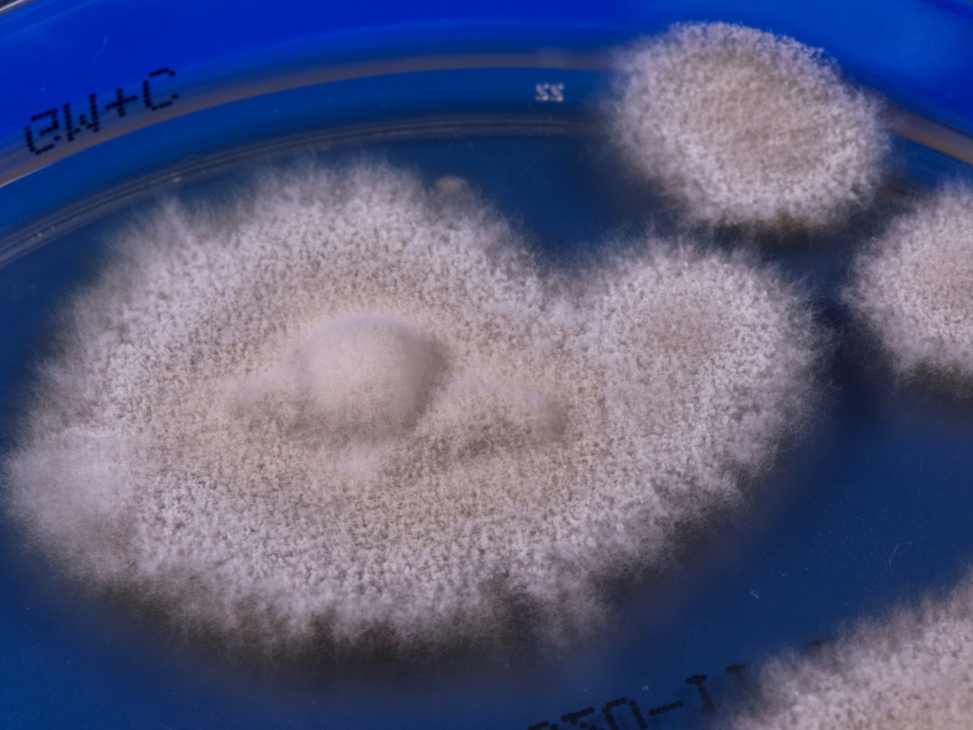 LABOPART Trichophyton indotineae