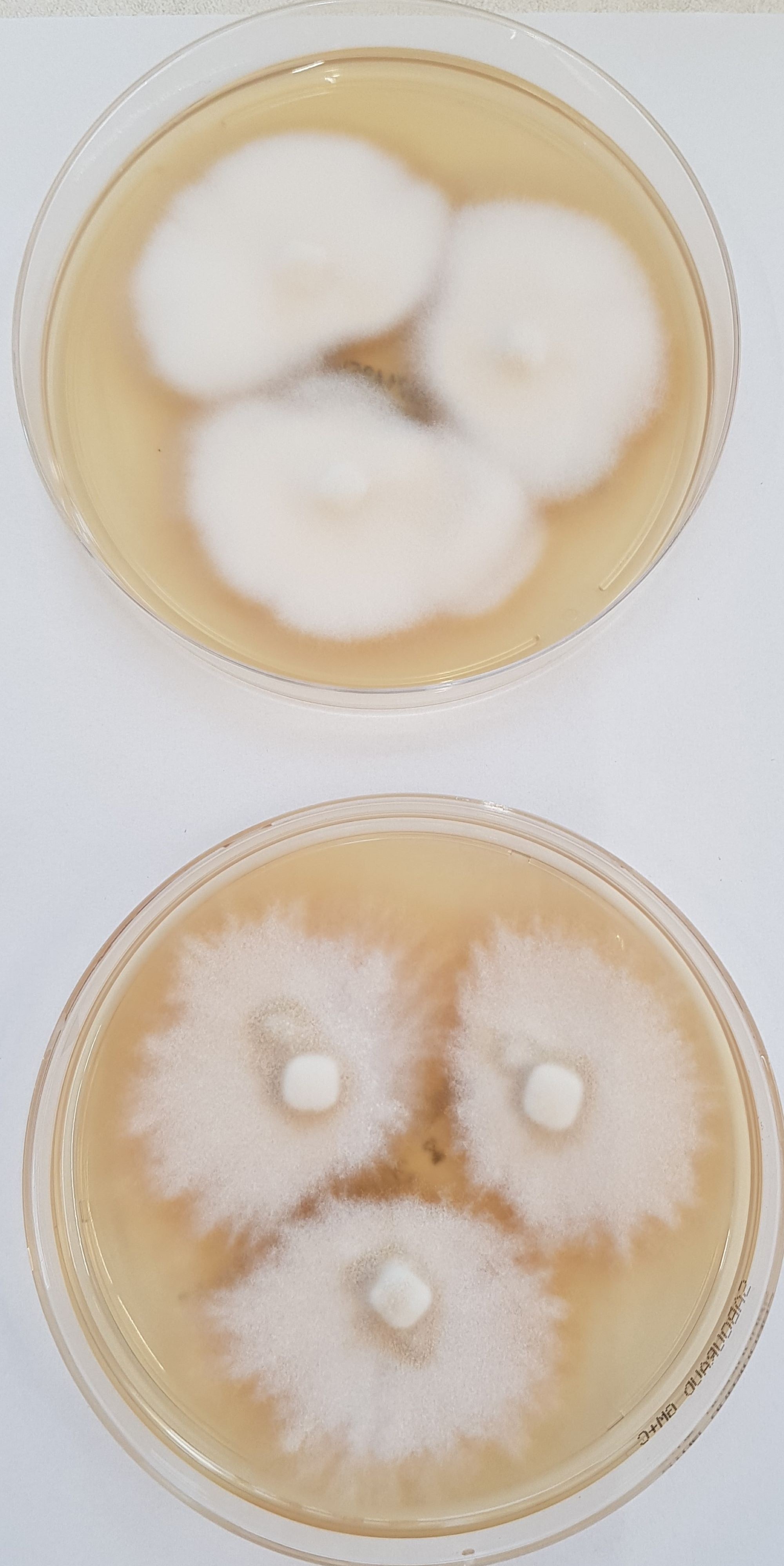 LABOPART Trichophyton indotineae