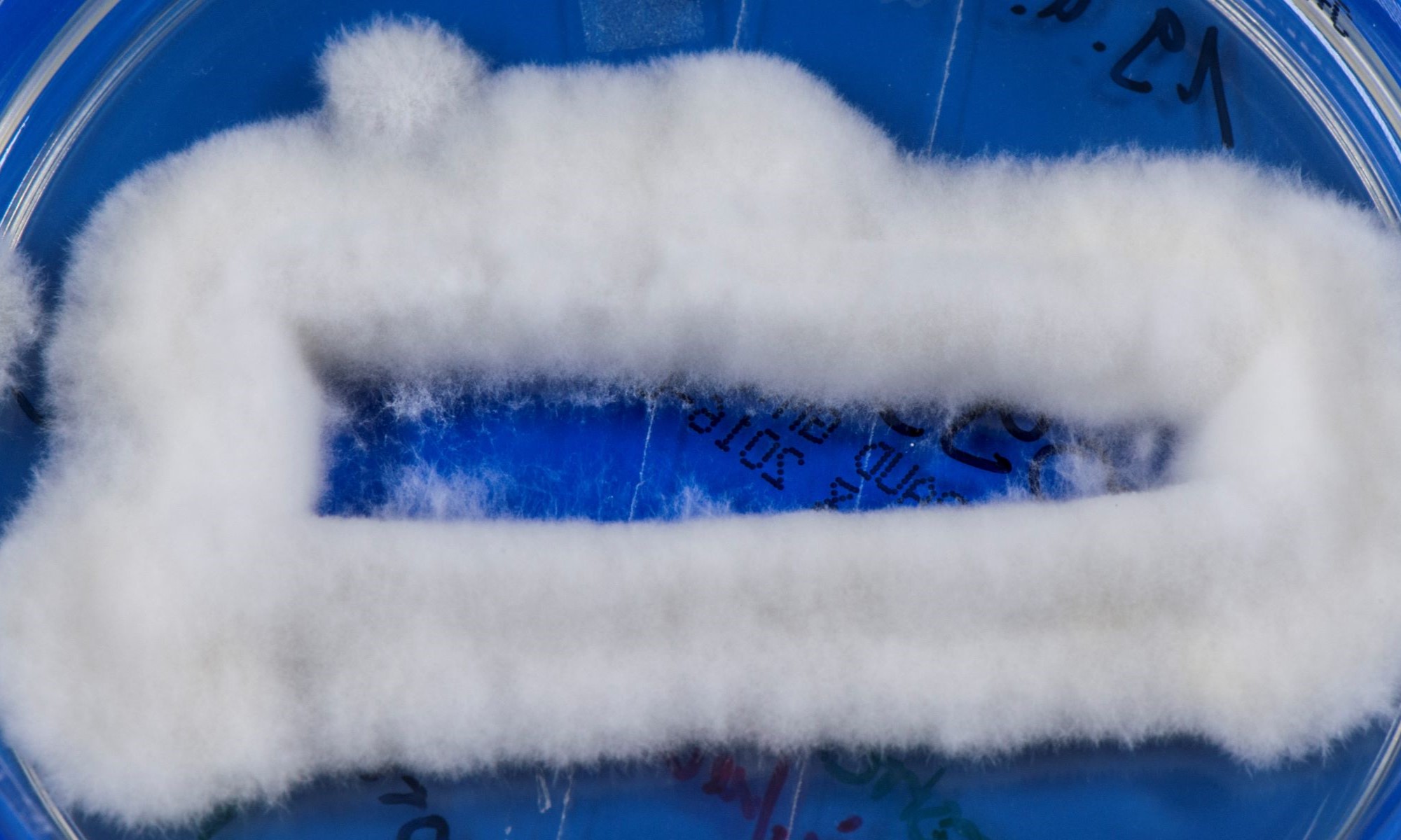 LABOPART Arthroderma quadrifidum