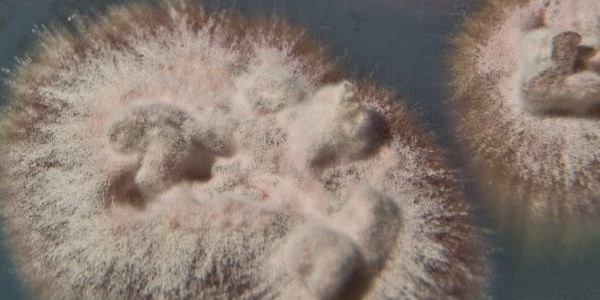 LABOPART Pilzgalerie