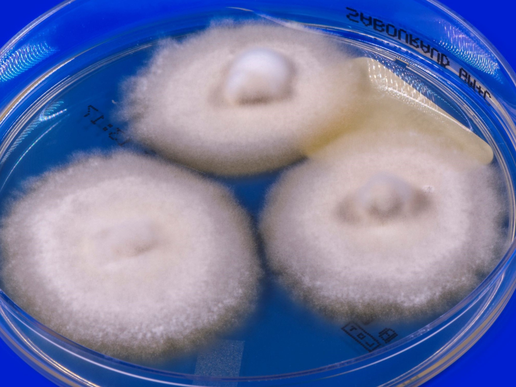 LABOPART Nannizzia perplicata