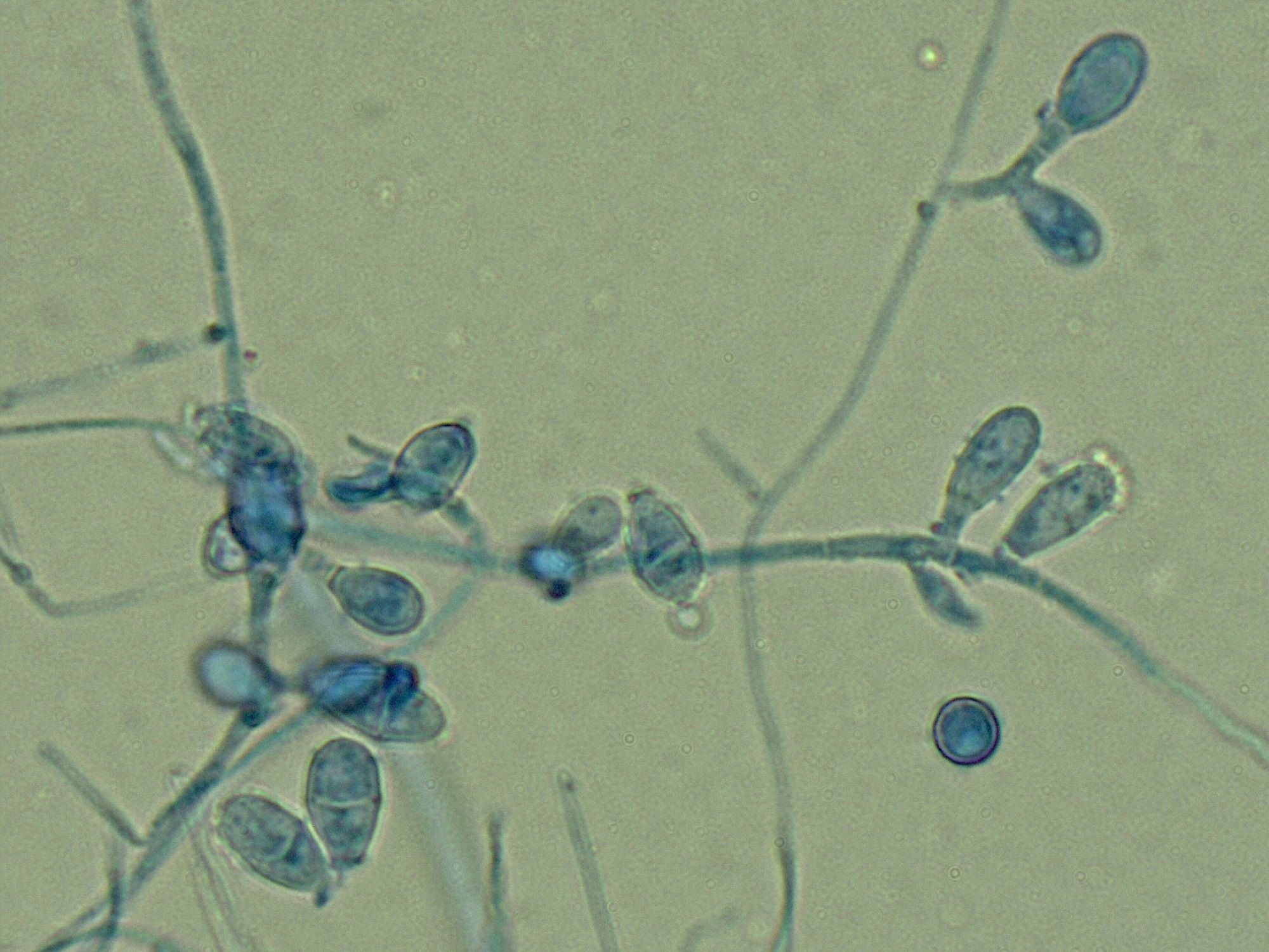 LABOPART Nannizzia nana