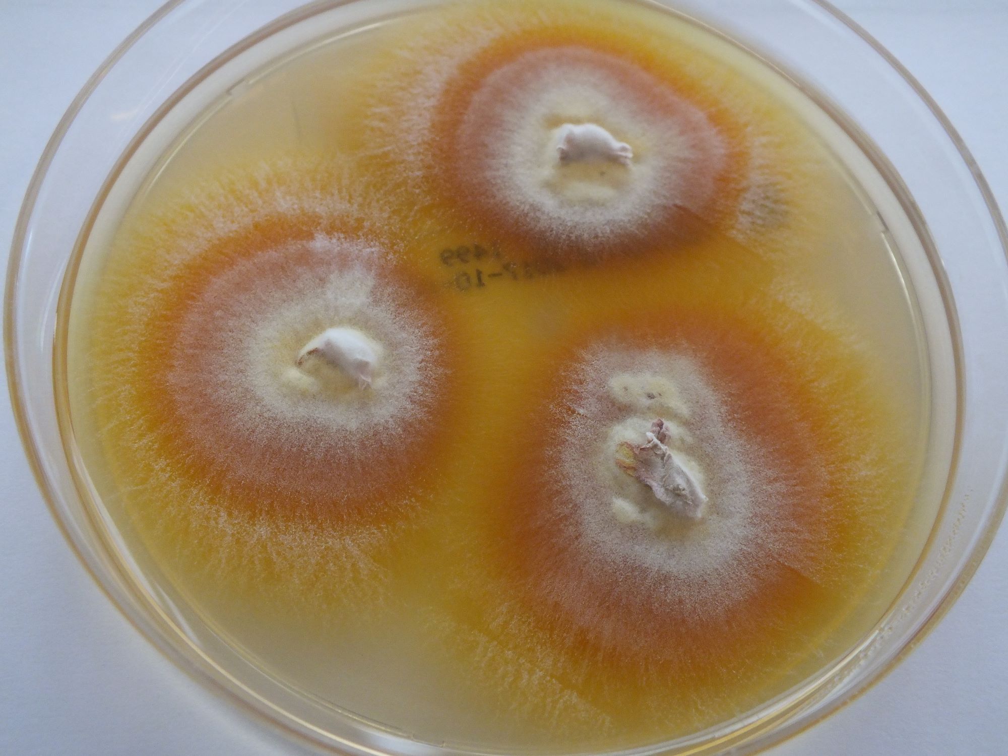 LABOPART Trichophyton equinum